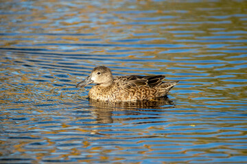 Cinnamon Teal female taken in SE Arizona