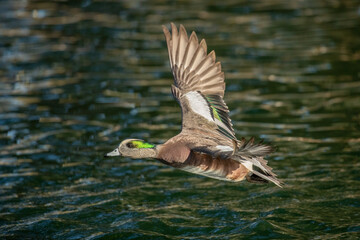 American Wigeon male taken  in SE Arizona