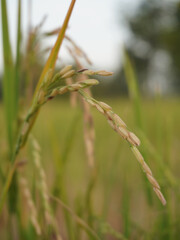 Close up of rice grains on plant, showcasing delicate structure and natural green hues. image captures essence of agriculture and growth process of rice in serene outdoor setting