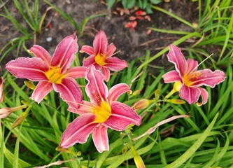 pink lilies. blossom pink lily in garden