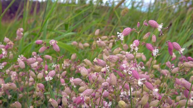 Bladder campion flowers