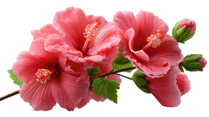 Pink Hibiscus Blooms: Close-up of vibrant pink hibiscus flowers in full bloom, a symbol of delicate beauty and exotic elegance. Capturing the natural allure and intricate detail.