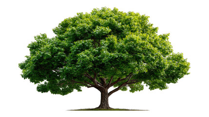 Obraz premium Solitary Oak Tree: A majestic oak tree stands tall and proud, its lush green crown reaching towards the sky, symbolizing strength and resilience in this vibrant natural setting.