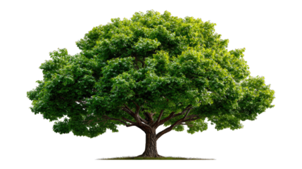 Solitary Oak Tree: A majestic oak tree stands tall and proud, its lush green crown reaching towards the sky, symbolizing strength and resilience in this vibrant natural setting.