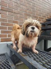 shih tzu dog stands on the stairs 