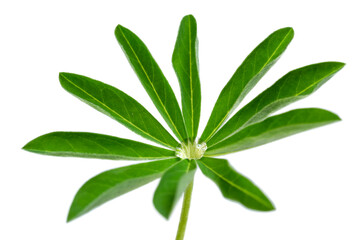 Close-up view of vibrant green plant leaves
