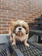 shih tzu dog stands on the stairs 