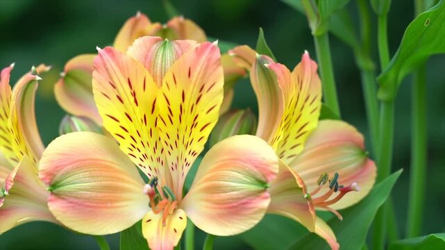 Close-up of Alstroemeria flower with gradient petals. Vibrant Peruvian lily with red speckles. Detailed floral macro photography.