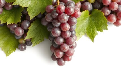 Fototapeta premium Fresh bunch of dark red grapes with green leaves isolated against white background, displaying natural beauty and healthy fruit