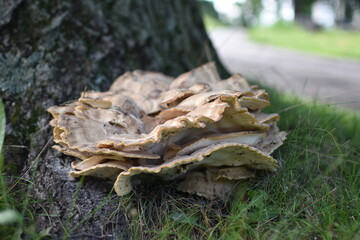 Side view of a large mushroom formation growing around the trunk of a tree, with soft background...