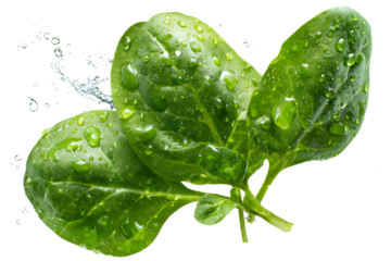 Fresh spinach leaves isolated on transparent background with water drops, vibrant