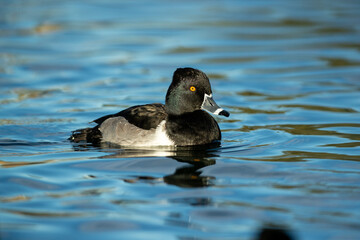 Ring-necked Duck adult male breeding plumage taken in SE Arizoan