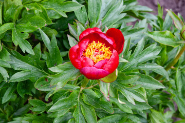 Red flowers. Golden-centered red peonies bloom beautifully in the warm sunlight. Beautiful summer...