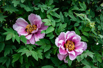 Red flowers. Golden-centered red peonies bloom beautifully in the warm sunlight. Beautiful summer...