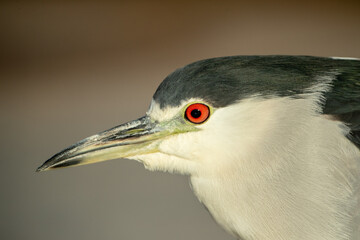 Black-crowned Night-heron head taken in SE Arizona in the wild