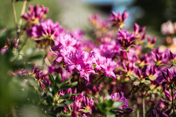 Fototapeta premium Light purple rhododendron blooming flowers in the spring garden, beautiful pink Rhododendron, close up on Azaleas flowers, flowering shrubs in the genus Rhododendron, Azalea japonica 