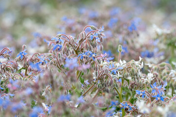Close-up of the flowers on a Borage crop showing the detail of a buds and flower. With a narrow...