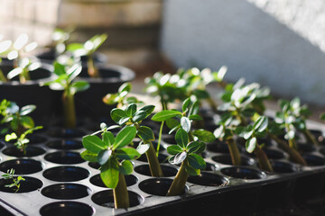 Many small seedlings are growing in pit-shaped seedling trays, each planted in a separate hole.