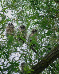 Obraz premium Long-eared Owl