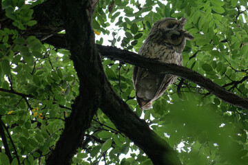 Long-eared Owl