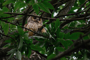 owl on a branch