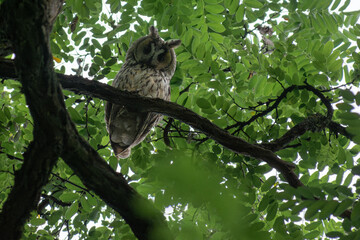 Long-eared Owl
