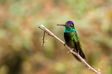 Rivoli's Hummingbird taken in SE Arizona