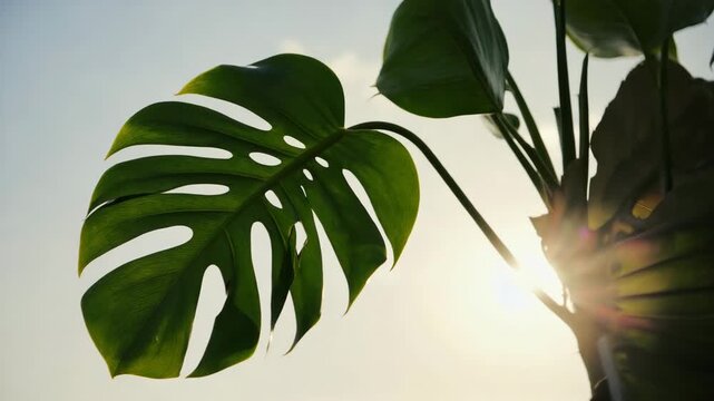Monstera Deliciosa leaf backlit by bright sunlight with a beautiful lens flare