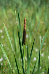 Typha plant with green vegetation background