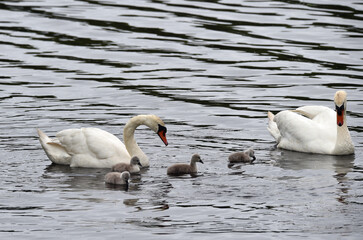 Höckerschwan mit Nachwuchs auf dem Nord-Ostsee-Kanal 