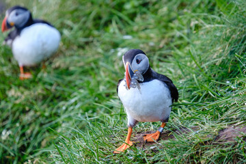 Puffins foraging along the grassy shores of Iceland during the summer nesting season