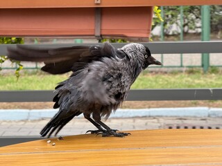 Obraz premium Urban Western jackdaw (Coloeus monedula) 