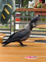  Urban Western jackdaw (Coloeus monedula) 