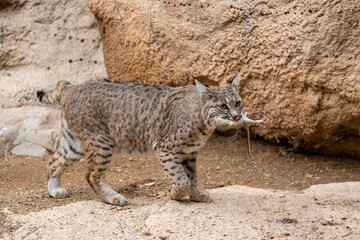 Bobcat with prey taken in SE Arizona