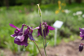 Violet flowers. Common columbine (Aquilegia vulgaris) in summer garden. Beautiful rich blue violet...