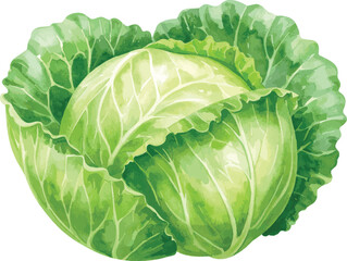 Fresh green cabbage isolated on a white background showing full head and leafy texture