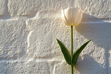 Single white tulip against a textured white brick wall