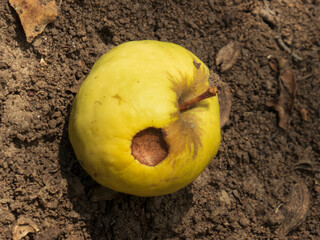 Close-up of a rotten apple with a hole on the ground