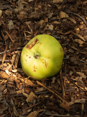 Top-down view of a slightly bruised green apple on mulch