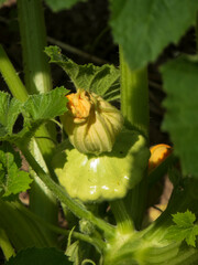 Close-up of a pattypan squash and its flower on a vine