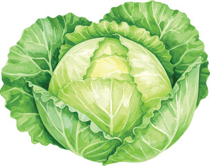 Fototapeta premium Fresh green cabbage isolated on a white background showing full head and leafy texture