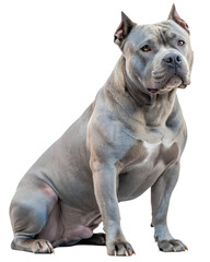 muscular pitbull terrier on transparent background