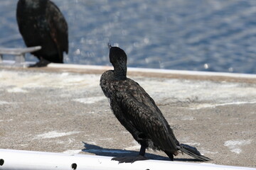 great cormorant