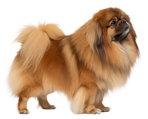 Pekingese on transparent background