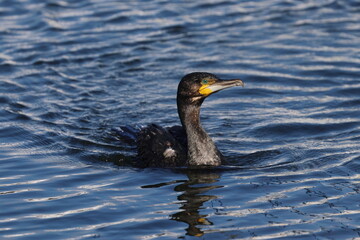 great cormorant
