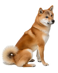red Shiba Inu on transparent background
