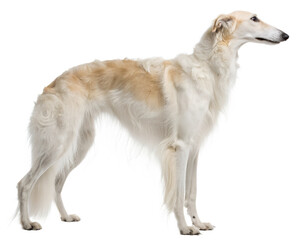 Russian wolfhound (Borzoi) on transparent background