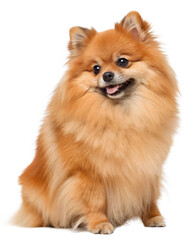 orange Pomeranian on transparent background