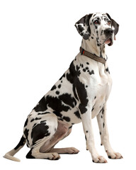 tall harlequin Great Dane on transparent background