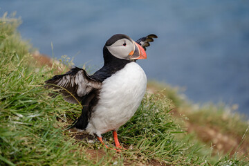 Vibrant puffin spreading its wings on a grassy cliff in the stunning landscapes of Iceland